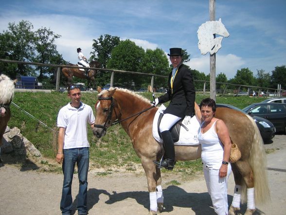 NÖ LM Haflinger und Kleinpferde 31.05.08 - 