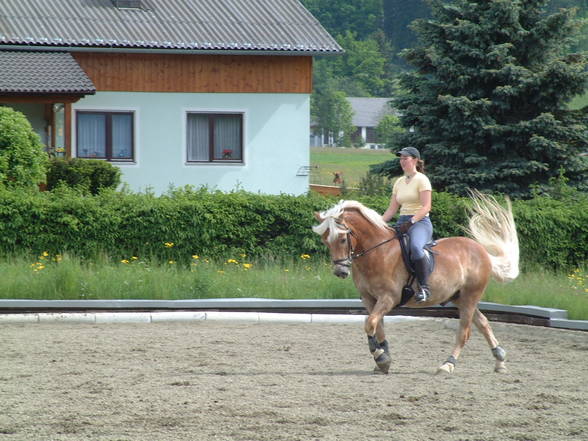 MEIN BURLI, MEIN PFERD Nashville!!! - 