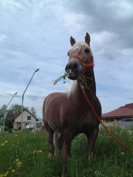 MEIN BURLI, MEIN PFERD Nashville!!! - 