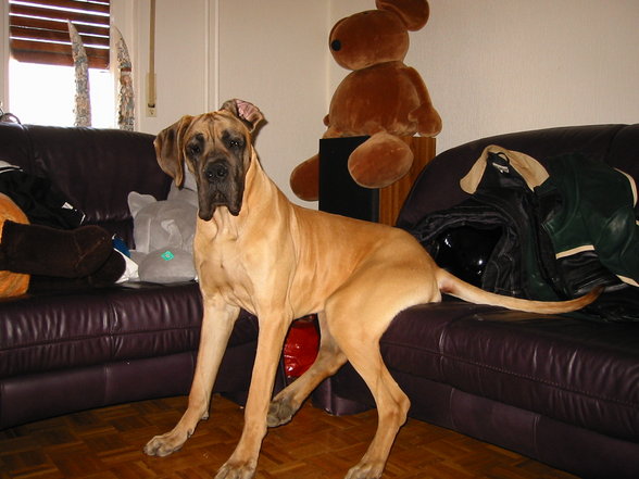 big-dogge - 