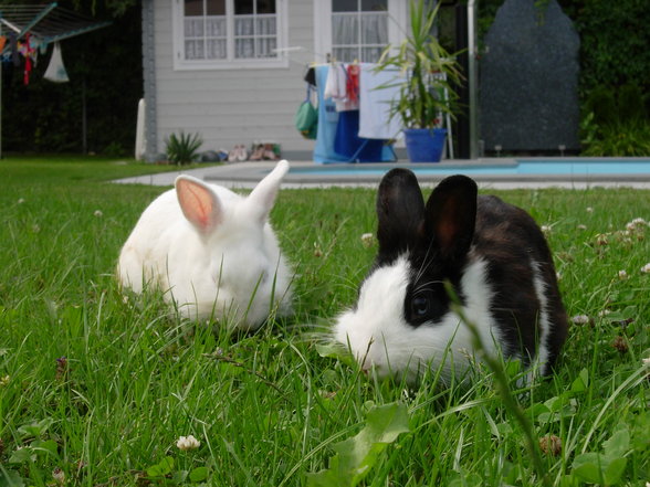 meine bunnys ^^ - 