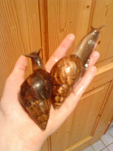 meine Schneckiiis  =) - 