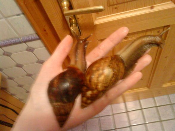 meine Schneckiiis  =) - 