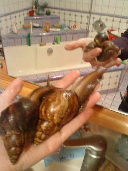 meine Schneckiiis  =) - 