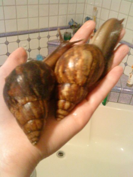 meine Schneckiiis  =) - 