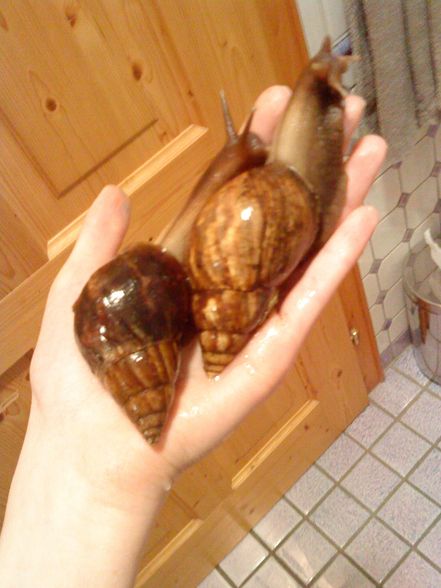 meine Schneckiiis  =) - 