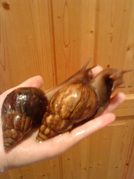 meine Schneckiiis  =) - 