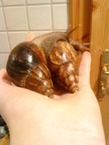 meine Schneckiiis  =) - 