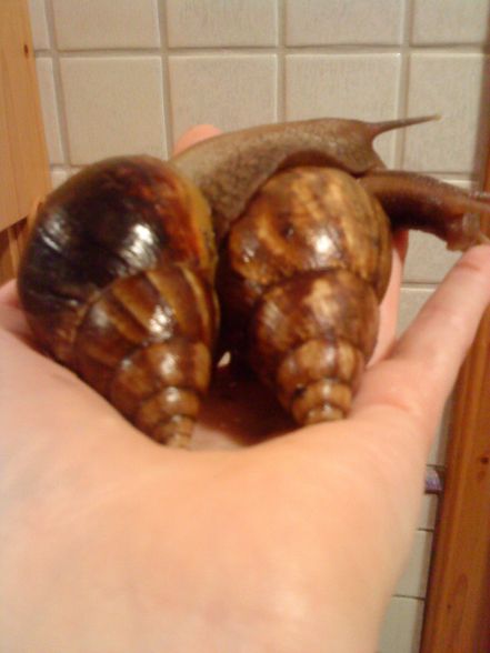 meine Schneckiiis  =) - 