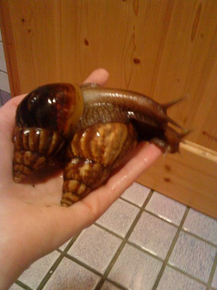 meine Schneckiiis  =) - 