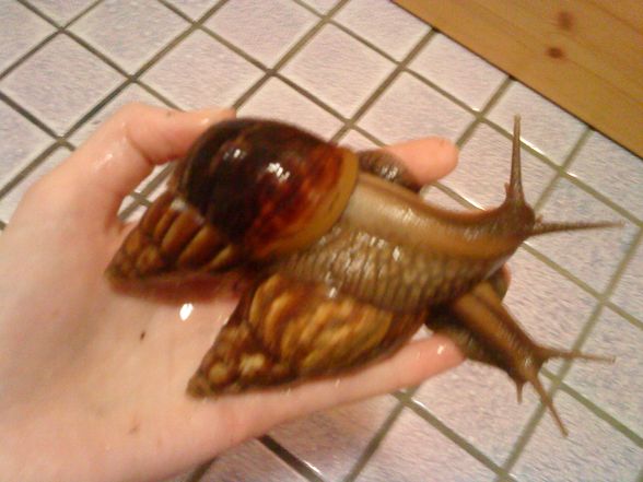 meine Schneckiiis  =) - 