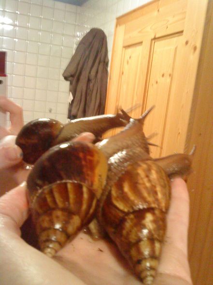 meine Schneckiiis  =) - 