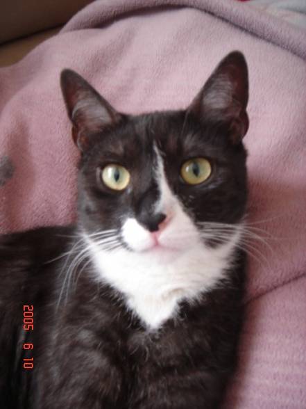 Kater Carlo - 