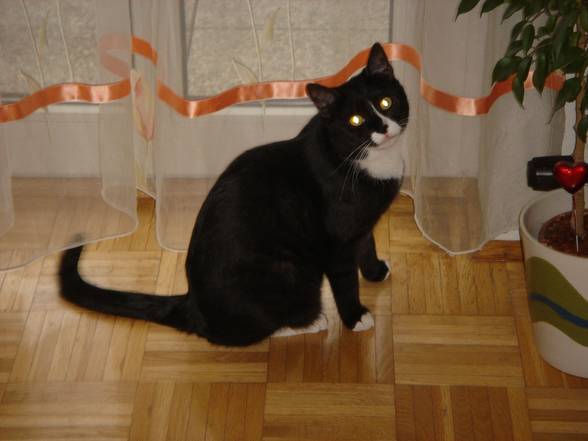 Kater Carlo - 