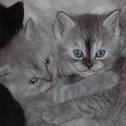 Katzenbabys & Hundebabys - 