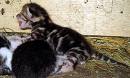 Katzenbabys & Hundebabys - 