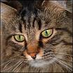 Katzenbabys & Hundebabys - 