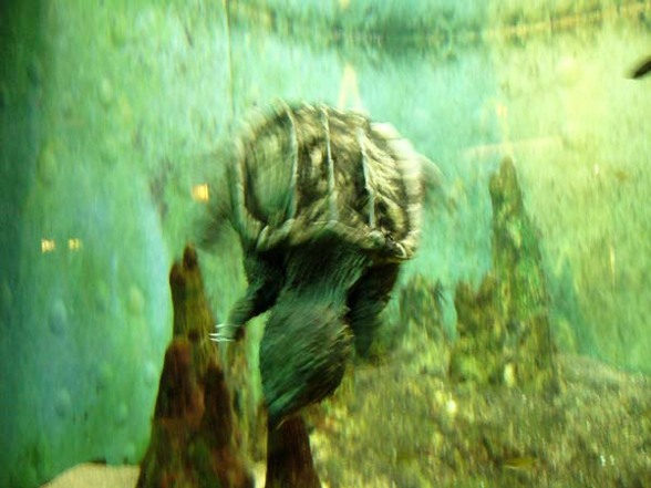 Shedd Aquarium - 