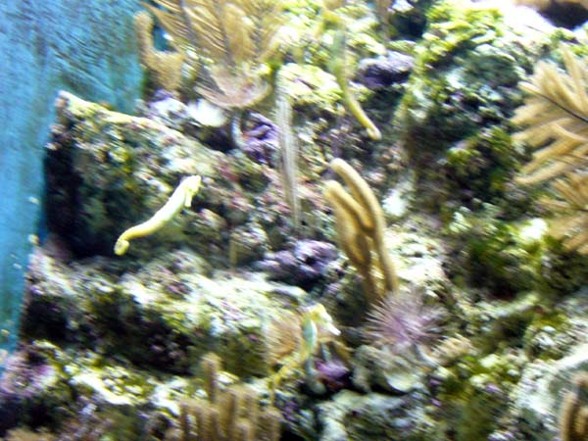 Shedd Aquarium - 