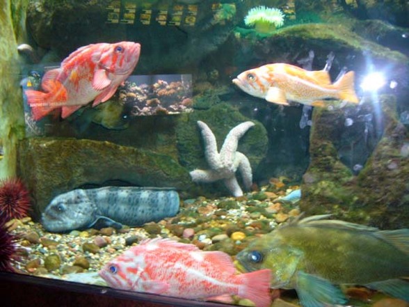 Shedd Aquarium - 