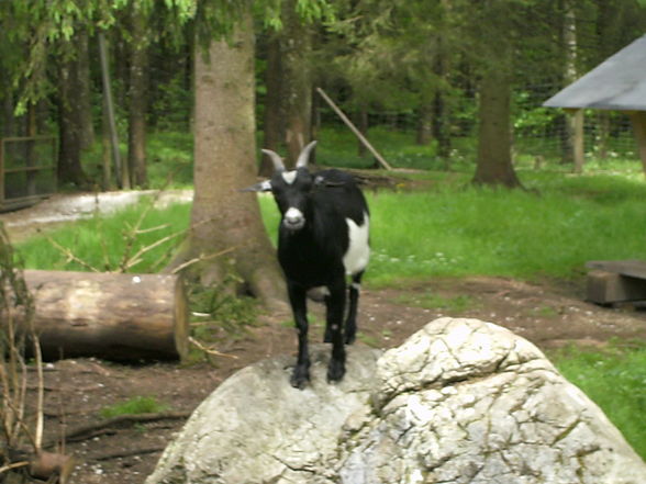 Tierpark - 