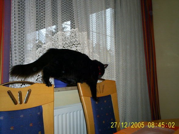 Meine Katze - 