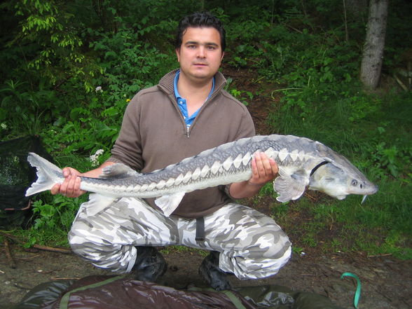 Fischen Zeutschach Steiermark - 