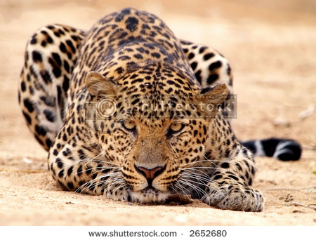 Leoparden - 