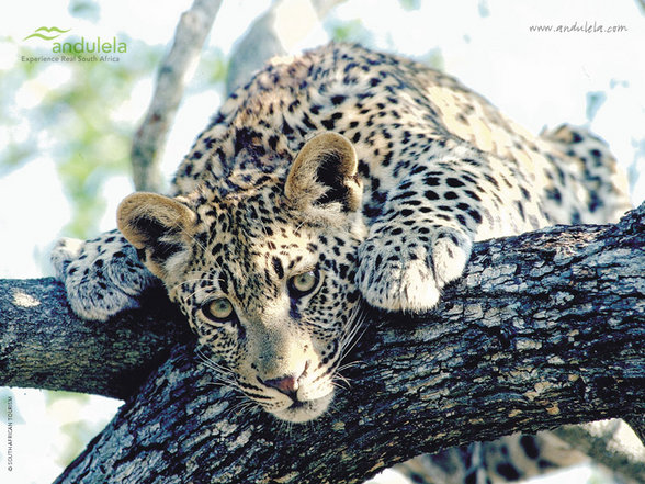 Leoparden - 