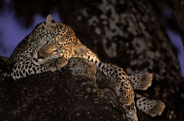 Leoparden - 