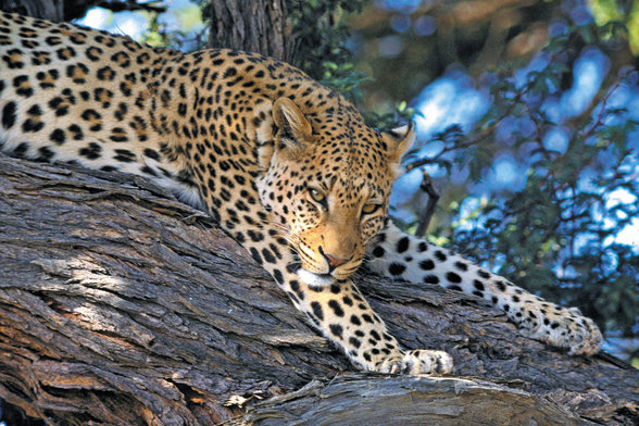 Leoparden - 