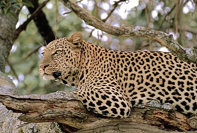 Leoparden - 