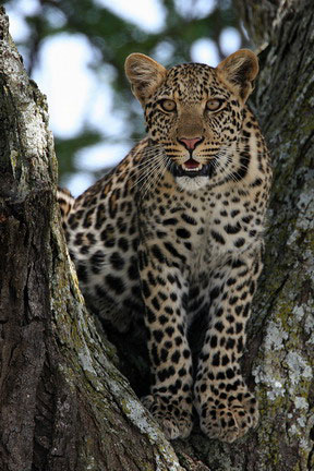 Leoparden - 