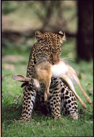 Leoparden - 