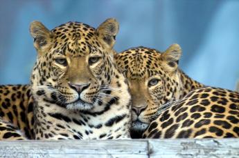 Leoparden - 