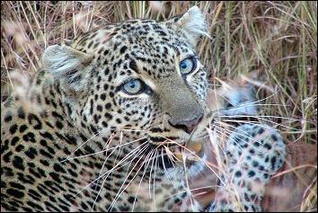 Leoparden - 