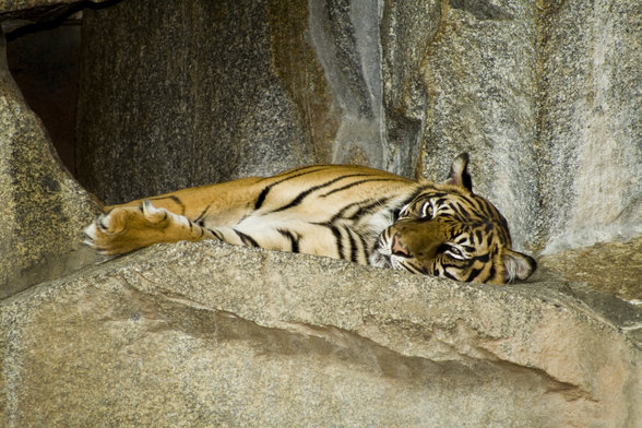 Tiger - 