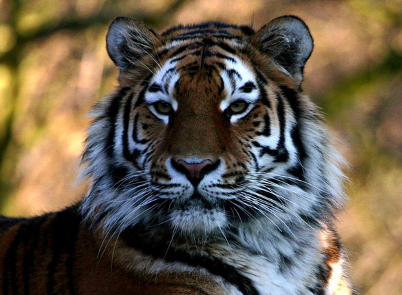 Tiger - 