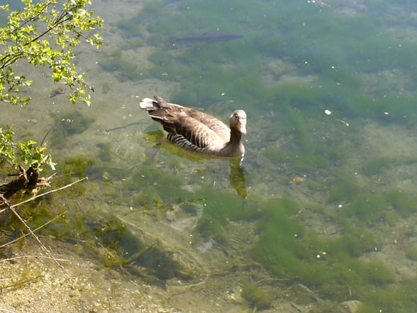 **Wildpark Grünau** - 