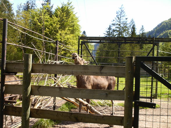 **Wildpark Grünau** - 