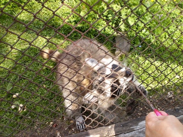 **Wildpark Grünau** - 