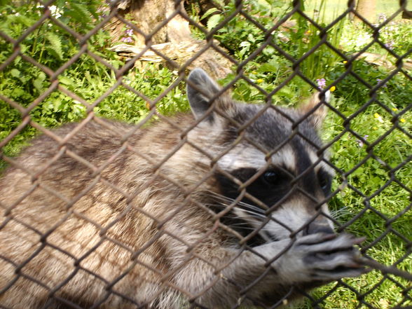 **Wildpark Grünau** - 