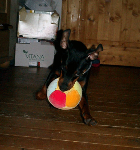 Mein Zwergpinscher "Ares" - 