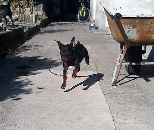 Mein Zwergpinscher "Ares" - 