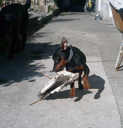 Mein Zwergpinscher "Ares" - 