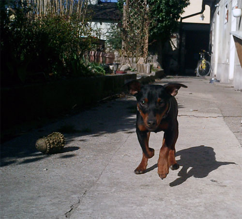 Mein Zwergpinscher "Ares" - 