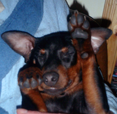 Mein Zwergpinscher "Ares" - 