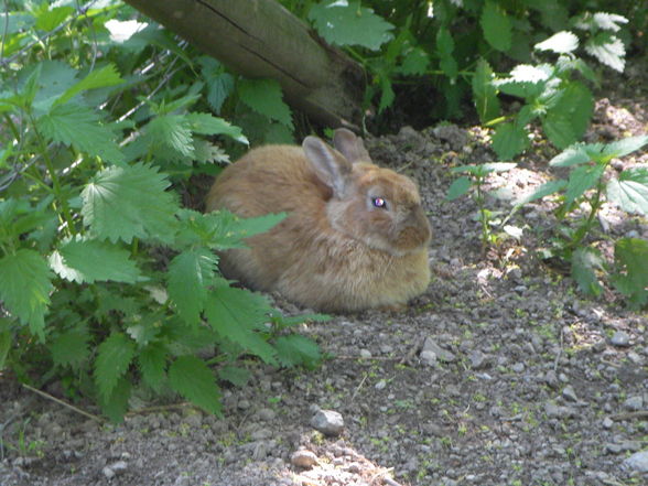 Katzi und Tierpark - 