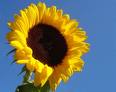 Sommer, Sonne, Sonnenschein - 