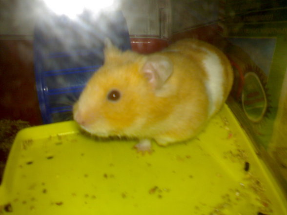 Hamster - 